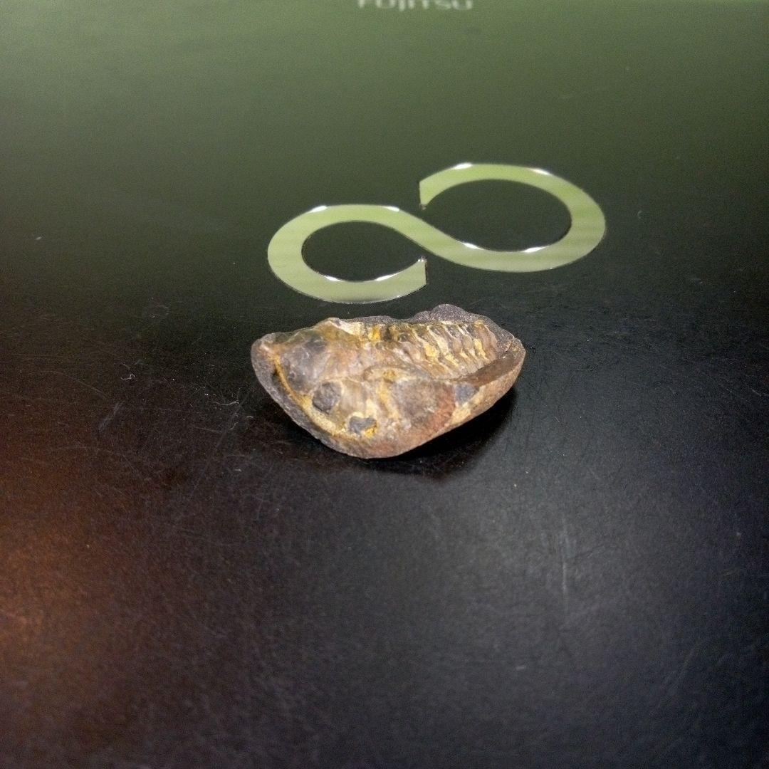 三葉虫　化石　fossil　海　ボリビア産　trilobite　海生動物判別③