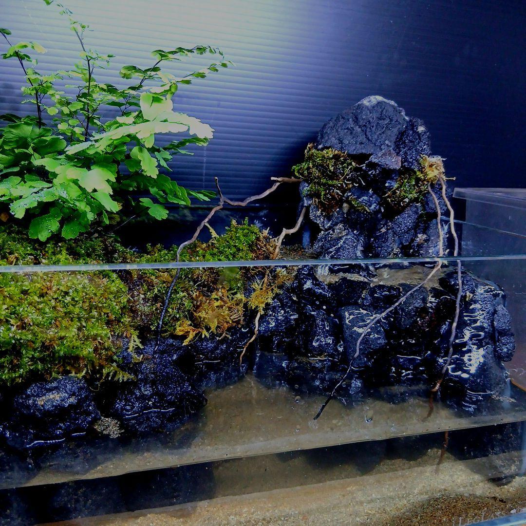アクアテラリウム 完成品